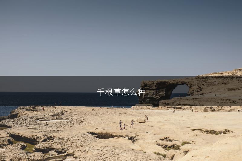 千根草怎么种(图1)