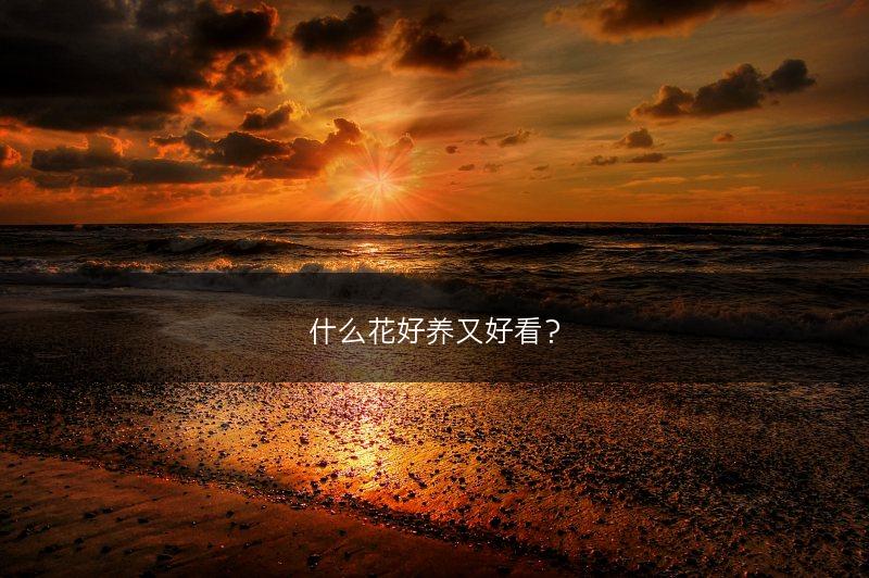 什么花好养又好看？(图1)