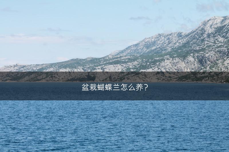 盆栽蝴蝶兰怎么养？(图1)
