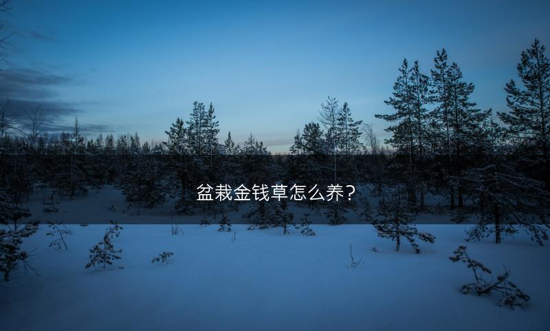 盆栽金钱草怎么养？(图1)