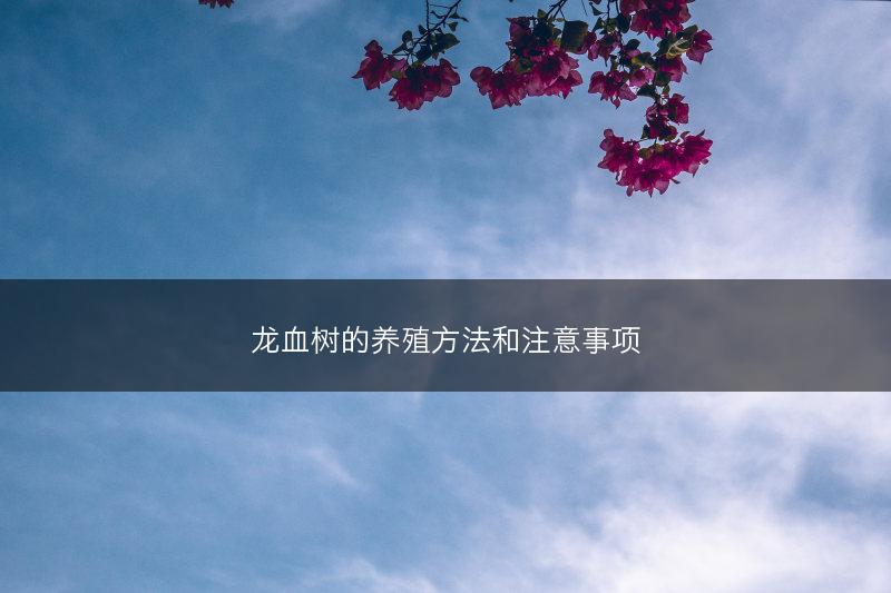龙血树的养殖方法和注意事项(图1)
