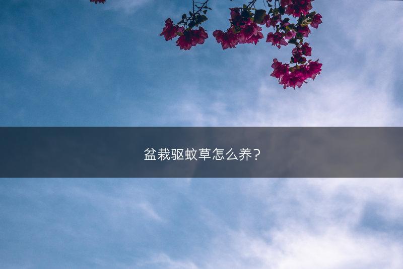 盆栽驱蚊草怎么养？(图1)
