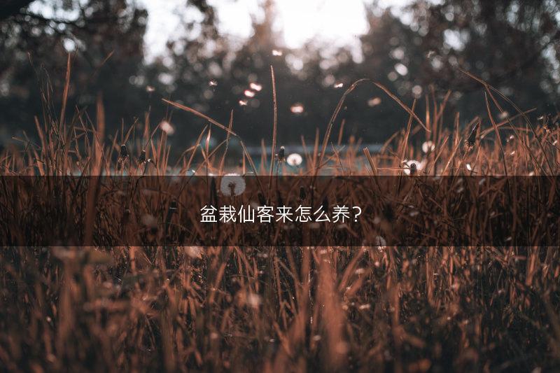 盆栽仙客来怎么养？(图1)