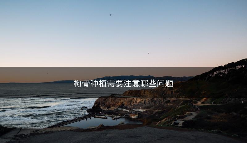 枸骨种植需要注意哪些问题(图1)