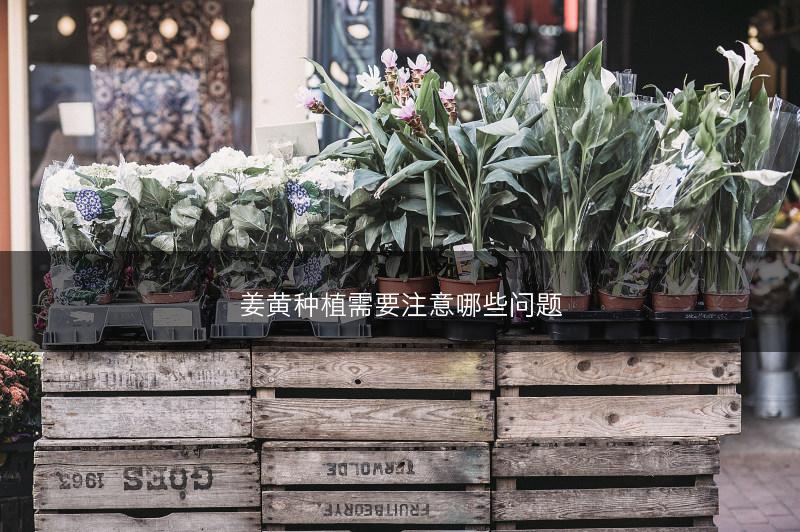 姜黄种植需要注意哪些问题(图1)