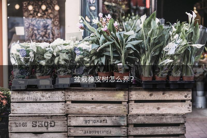 盆栽橡皮树怎么养？(图1)