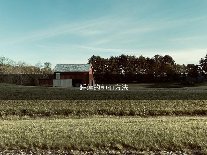 睡莲的种植方法(图1)