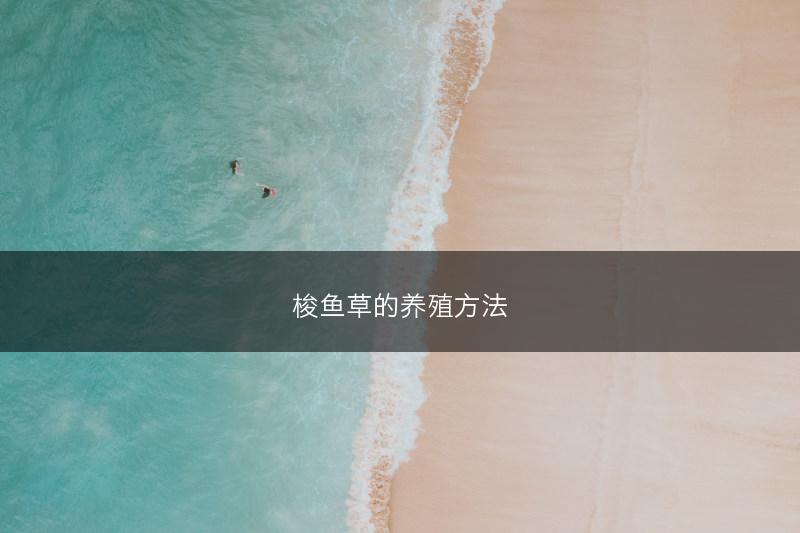 梭鱼草的养殖方法(图1)
