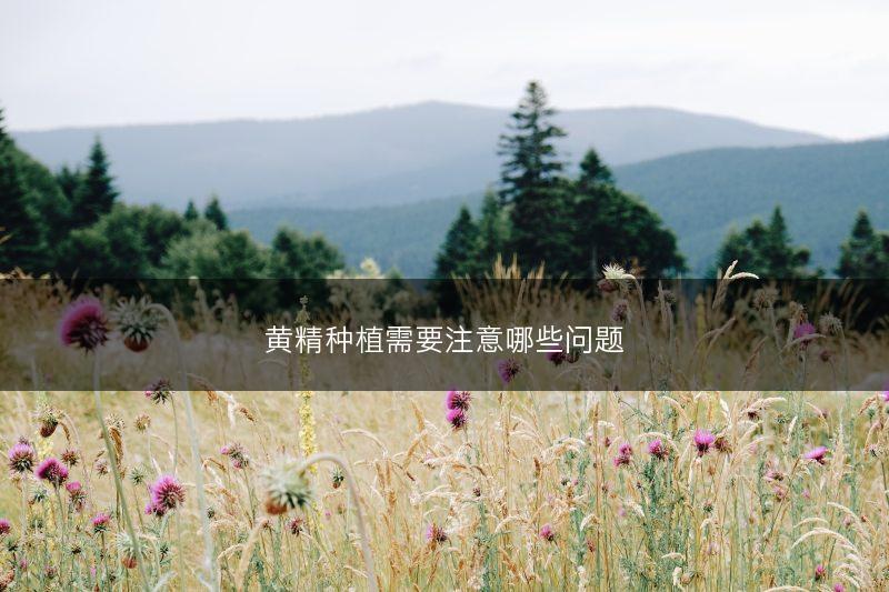 黄精种植需要注意哪些问题(图1)