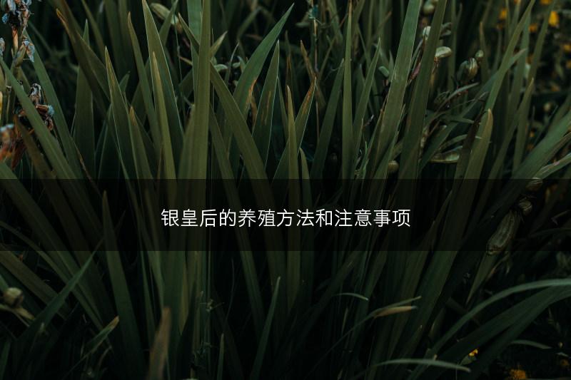 银皇后的养殖方法和注意事项(图1)