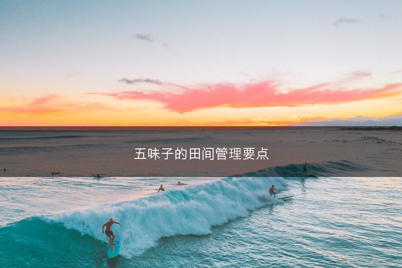 五味子的田间管理要点(图1)