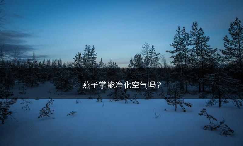 燕子掌能净化空气吗？(图1)