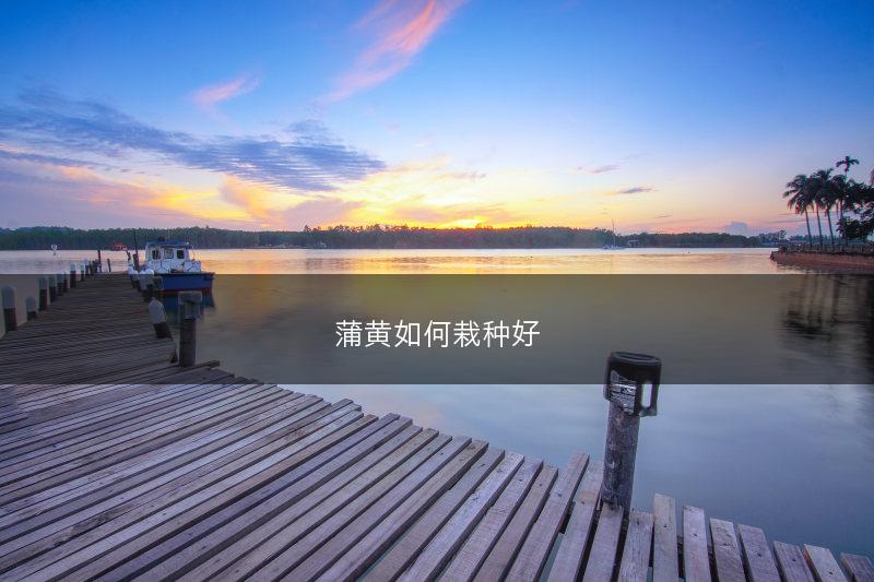 蒲黄如何栽种好(图1)