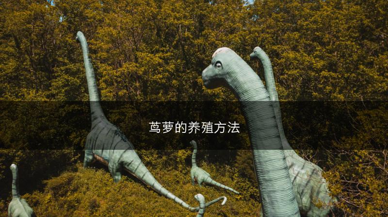 茑萝的养殖方法(图1)