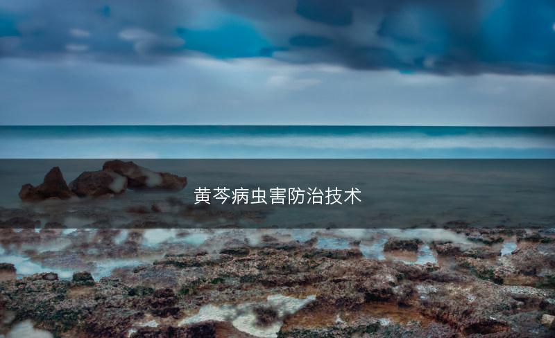 黄芩病虫害防治技术(图1)