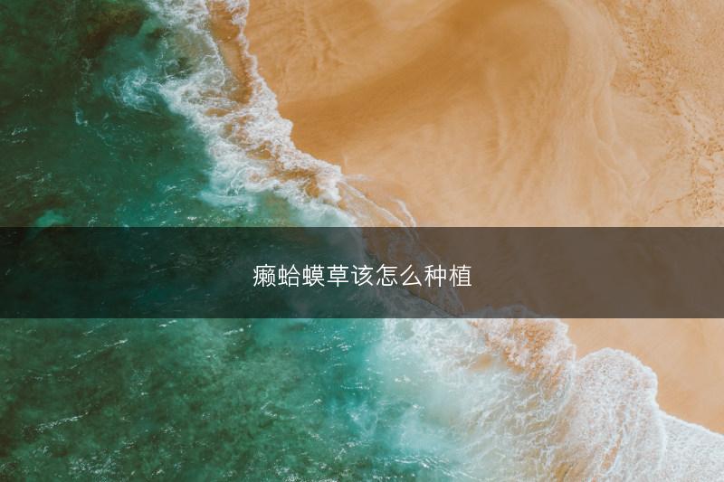 癞蛤蟆草该怎么种植(图1)