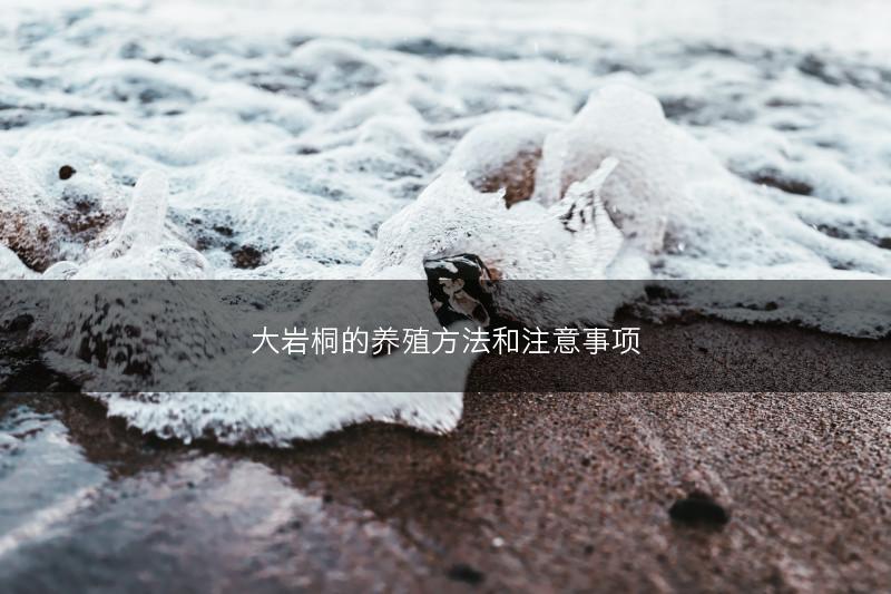 大岩桐的养殖方法和注意事项(图1)