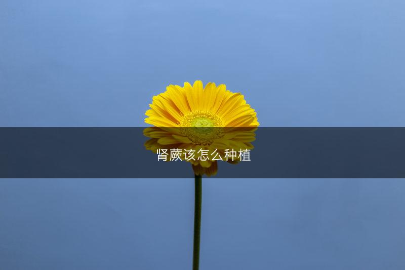 肾蕨该怎么种植(图1)
