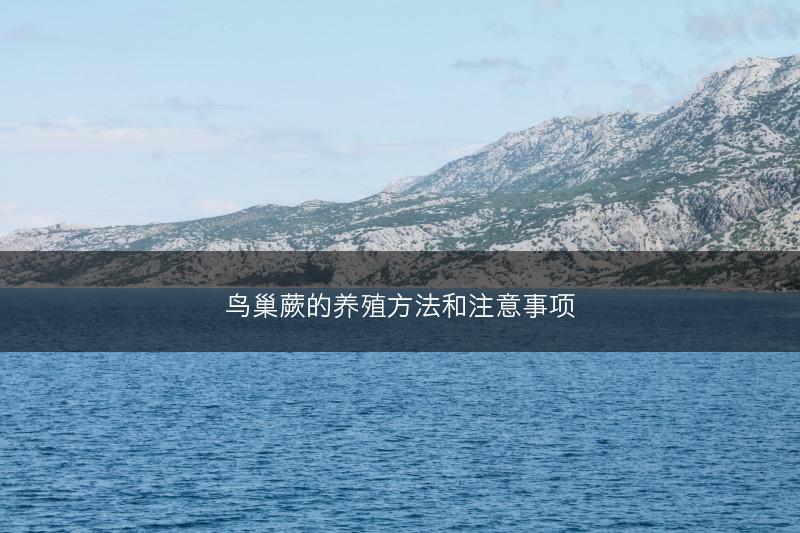 鸟巢蕨的养殖方法和注意事项(图1)