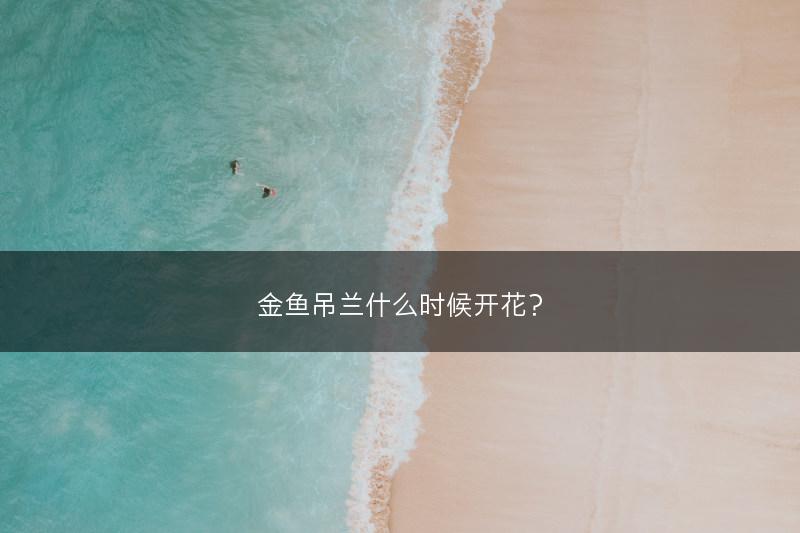 金鱼吊兰什么时候开花？(图1)