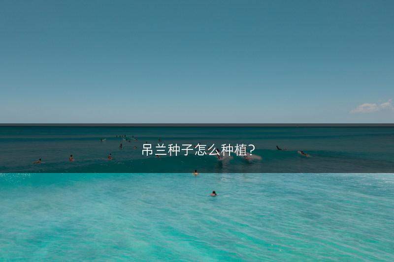 吊兰种子怎么种植？(图1)