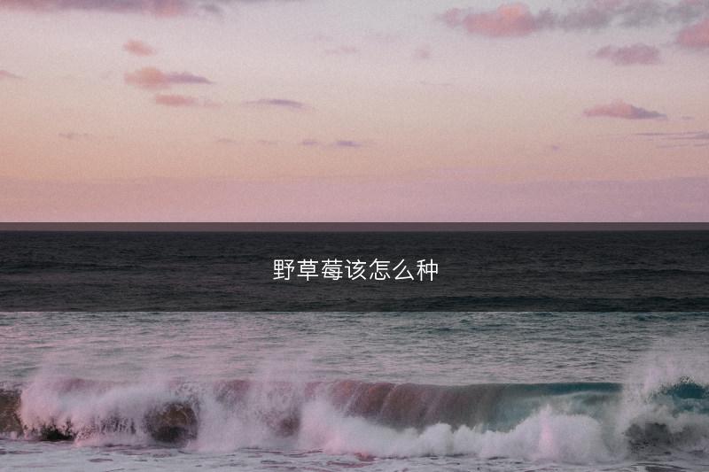 野草莓该怎么种(图1)
