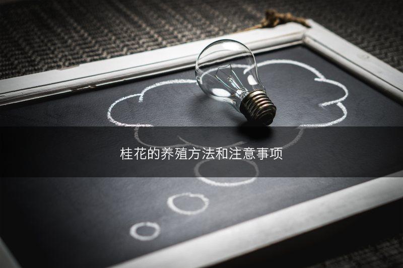 桂花的养殖方法和注意事项(图1)