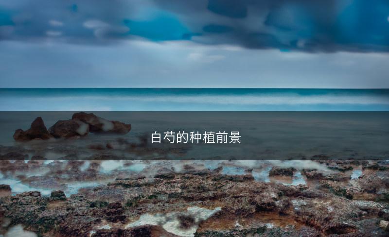 白芍的种植前景(图1)