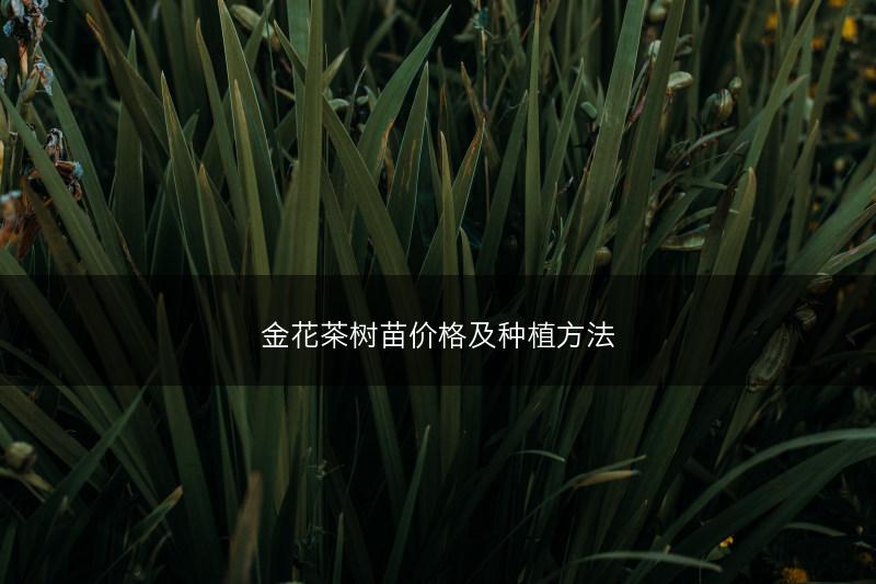 金花茶树苗价格及种植方法(图1)