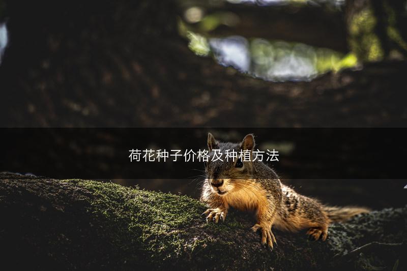 荷花种子价格及种植方法(图1)