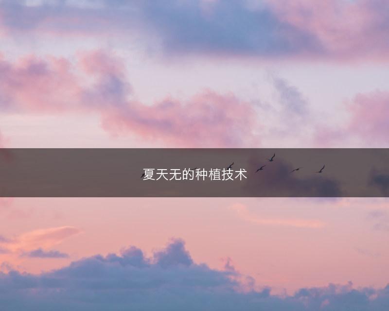 夏天无的种植技术(图1)