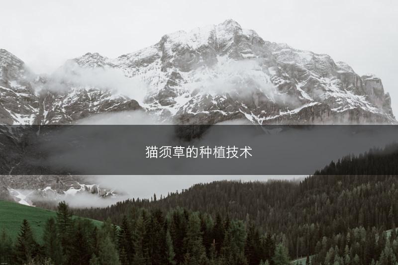 猫须草的种植技术(图1)