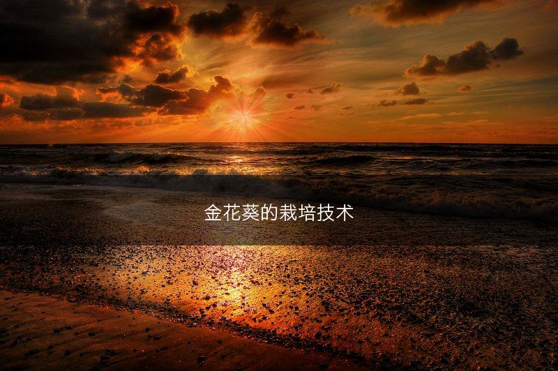 金花葵的栽培技术(图1)