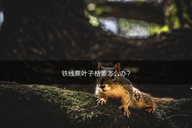 铁线蕨叶子枯萎怎么办？(图1)