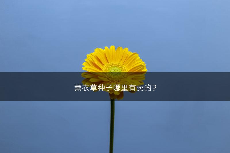 薰衣草种子哪里有卖的？(图1)