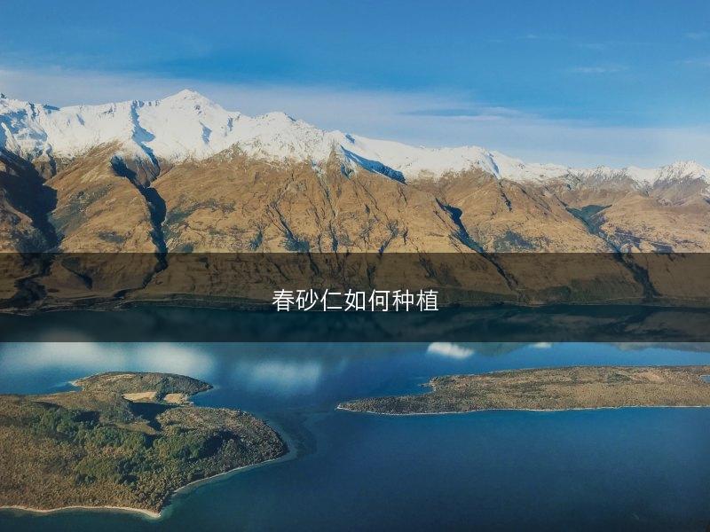 春砂仁如何种植(图1)