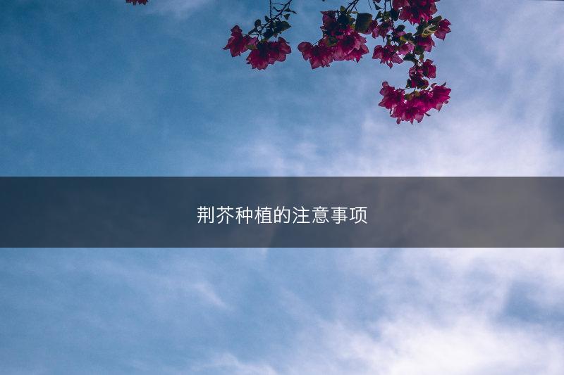 荆芥种植的注意事项(图1)
