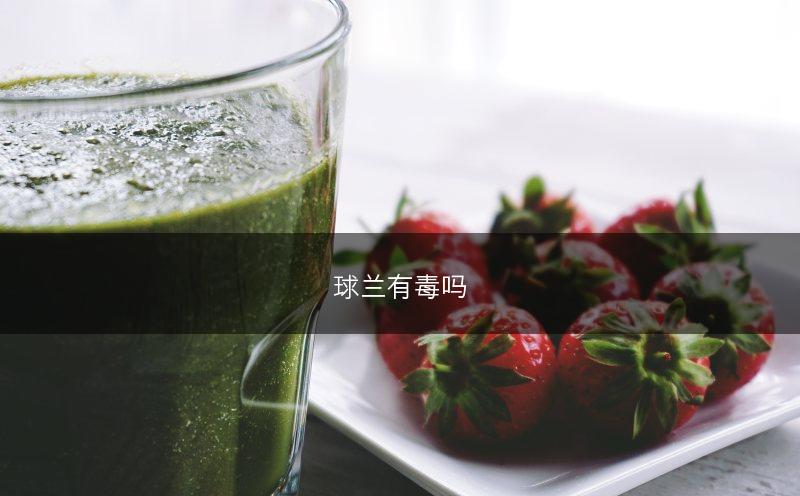 球兰有毒吗(图1)