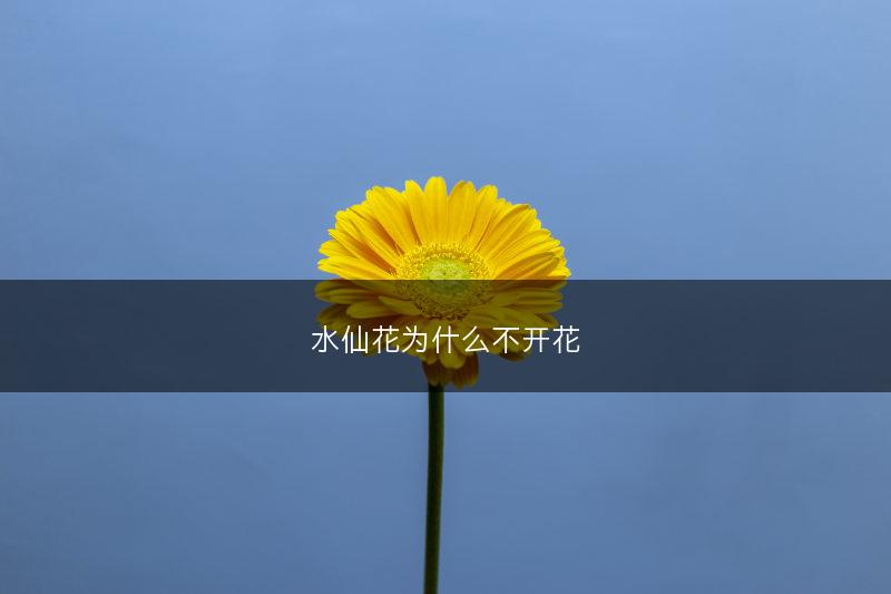 水仙花为什么不开花(图1)