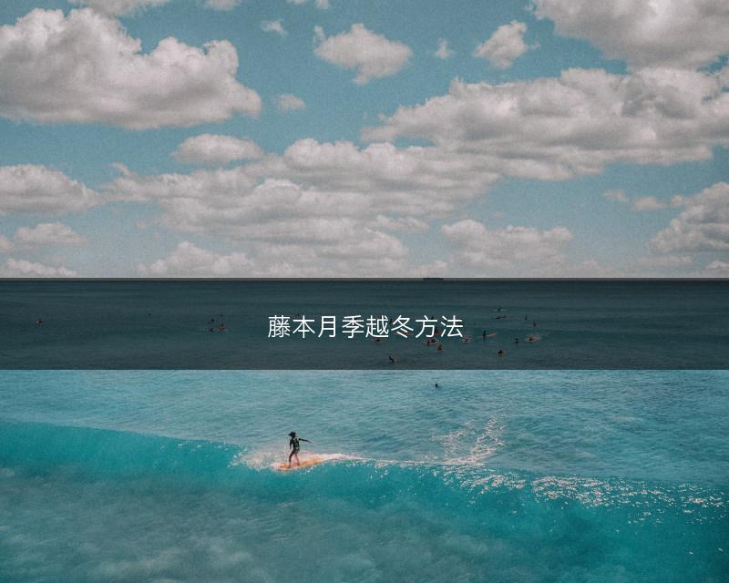 藤本月季越冬方法(图1)