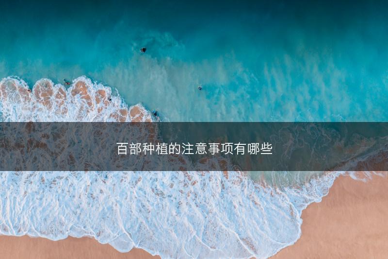 百部种植的注意事项有哪些(图1)