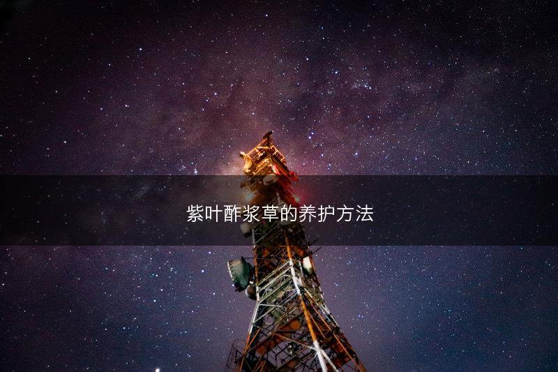 紫叶酢浆草的养护方法(图1)