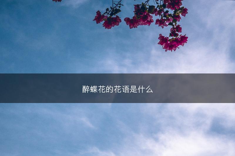 醉蝶花的花语是什么(图1)