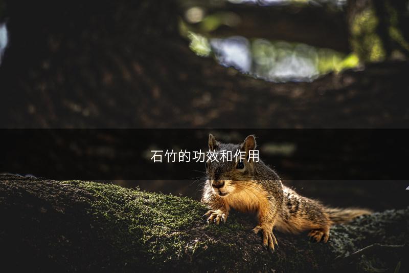 石竹的功效和作用(图1)