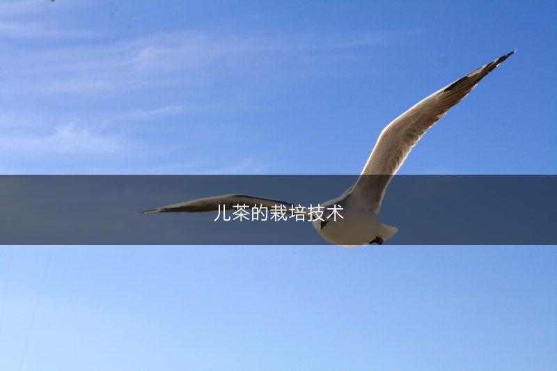 儿茶的栽培技术(图1)