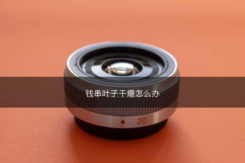 钱串叶子干瘪怎么办(图1)