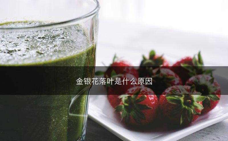 金银花落叶是什么原因(图1)