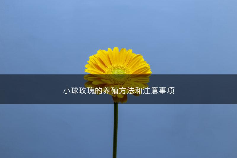 小球玫瑰的养殖方法和注意事项(图1)