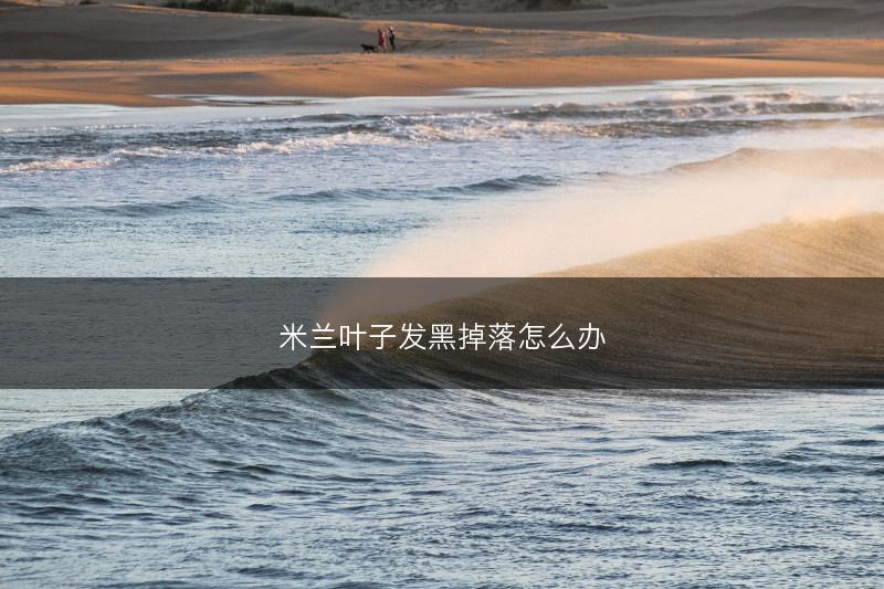 米兰叶子发黑掉落怎么办(图1)