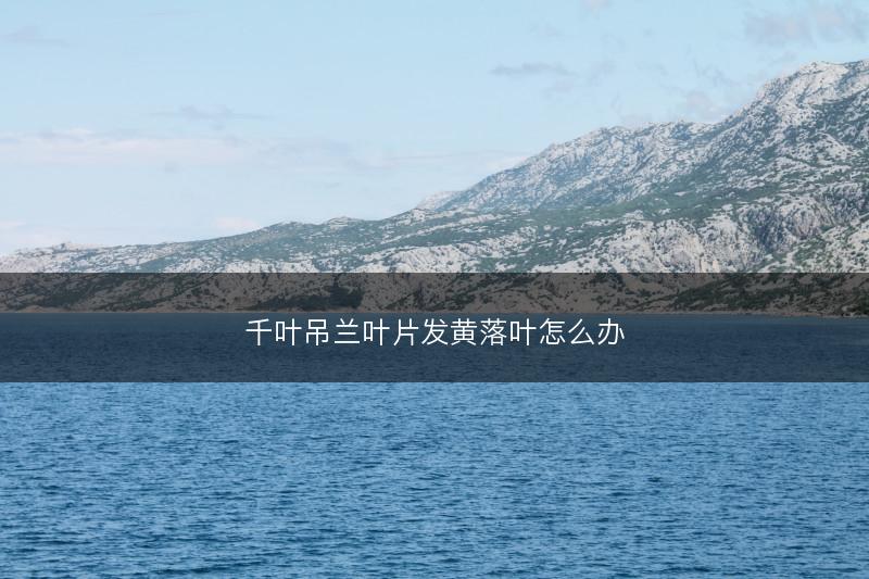 千叶吊兰叶片发黄落叶怎么办(图1)